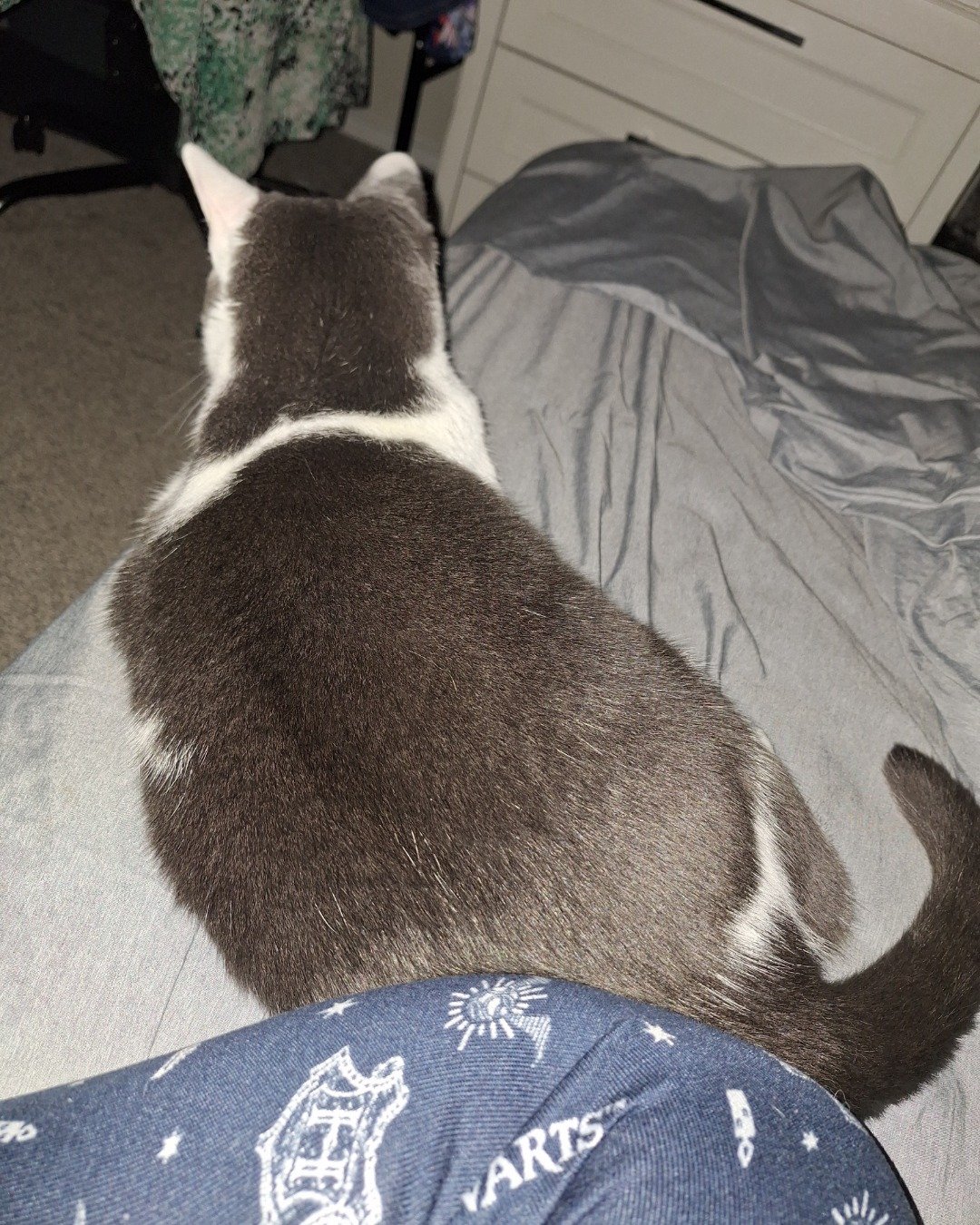 Cloudfur the American Shorthair. Person, Sleeping, Cat, Furniture, Bed, Indoors