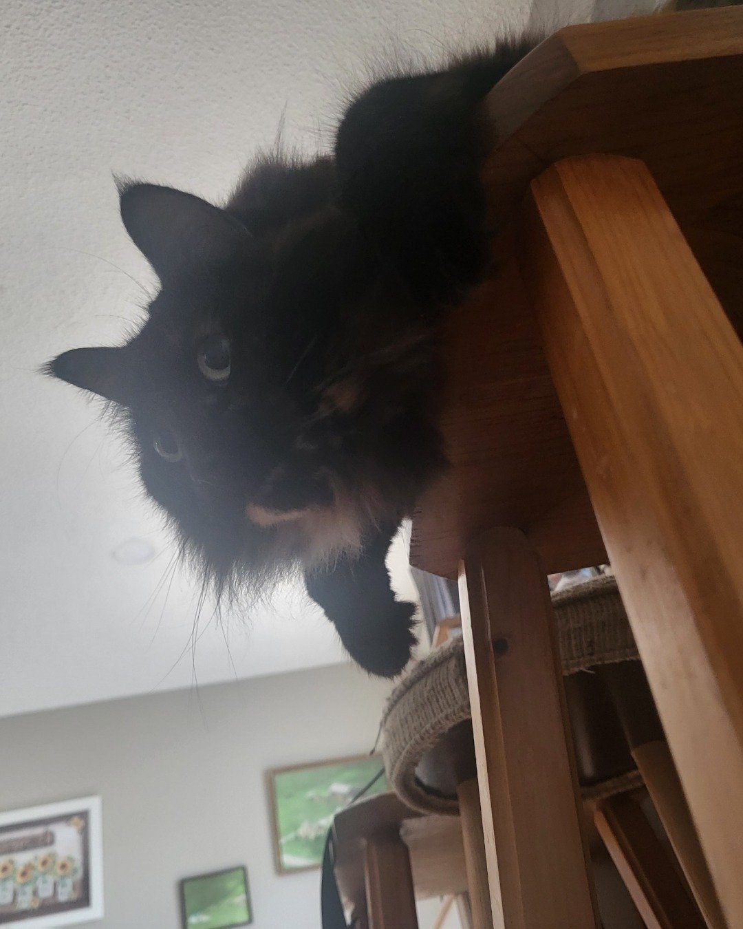 Minnie. Wood, Furniture, Cat, Hardwood, Photo Frame, Indoors