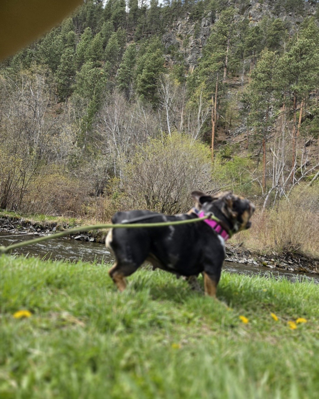 Patty the French bulldog. Plant, Vegetation, Grove, Land, Nature, Outdoors