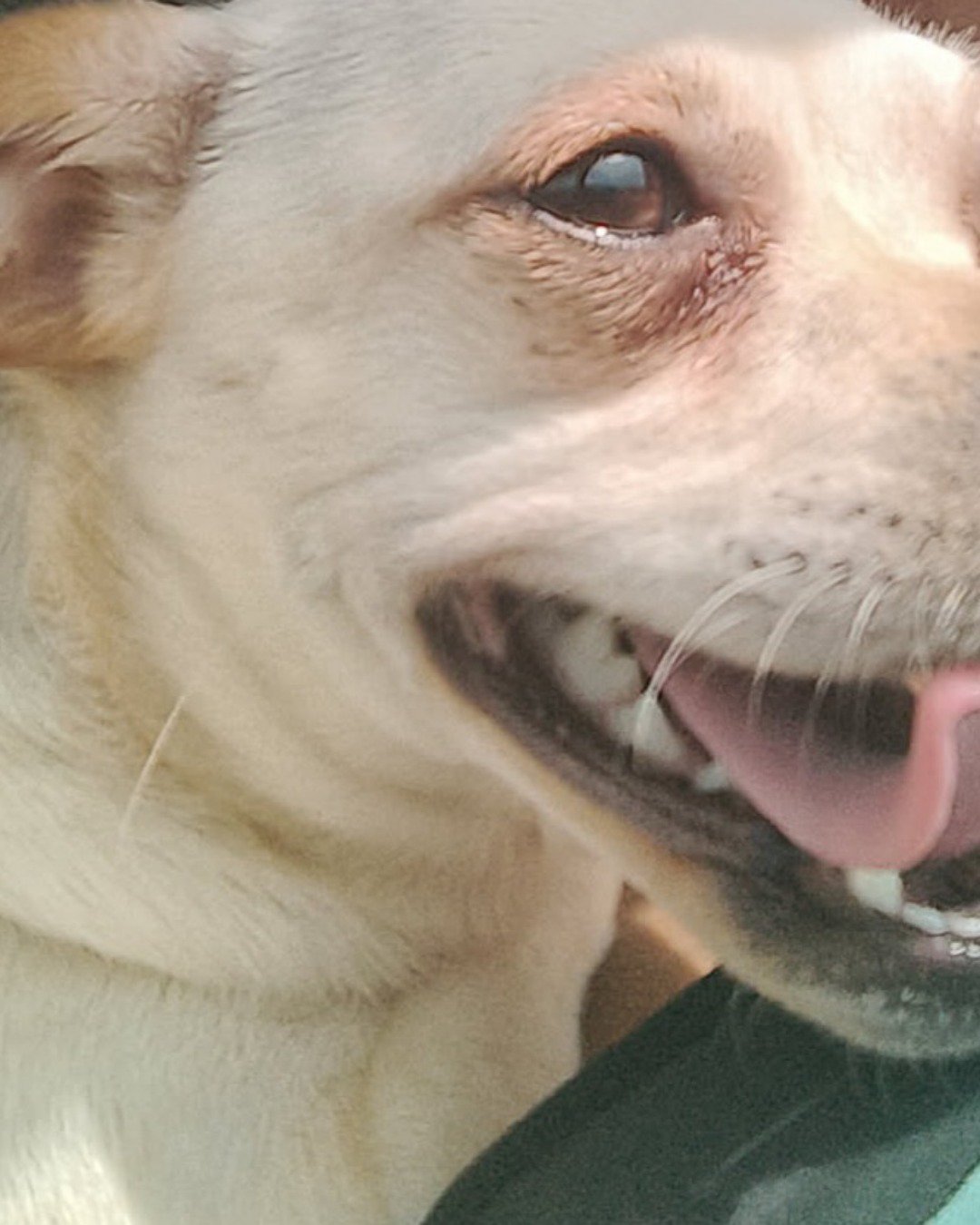 aveil and Neriah the pugzu. Chihuahua, Dog