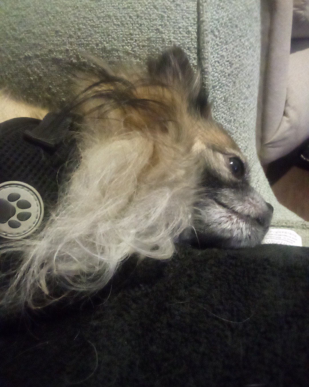 Rocko the Long Haired Chihuahua. Couch, Furniture, Dog