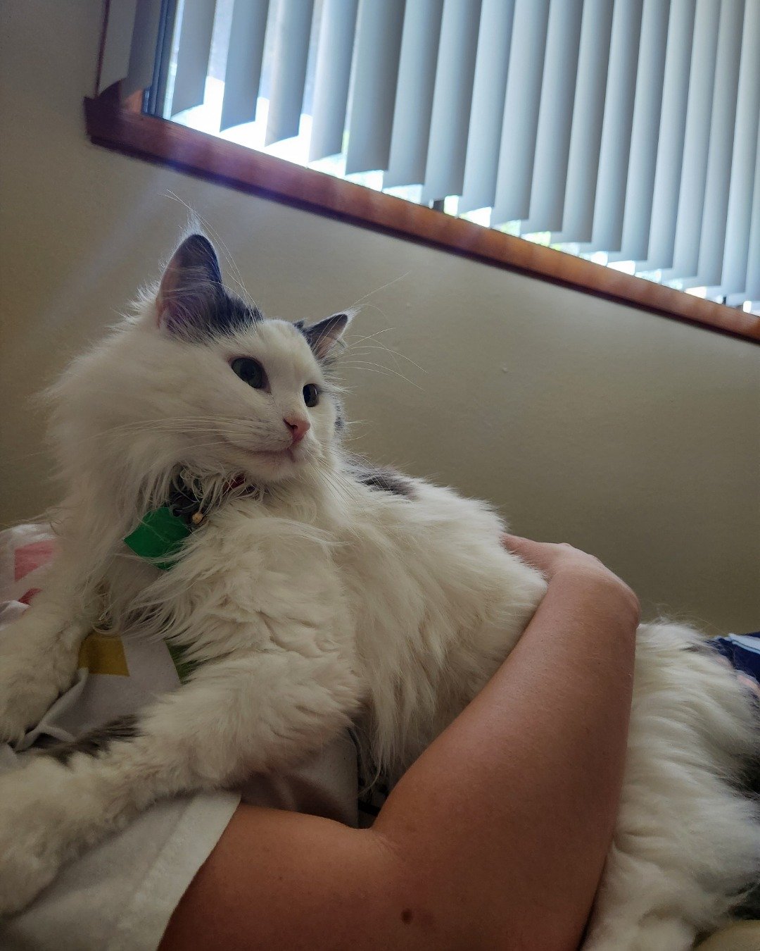 Twinkie the Maine Coon/Ragdoll. Home Decor, Cat, Angora, Curtain, Window Shade, Indoors