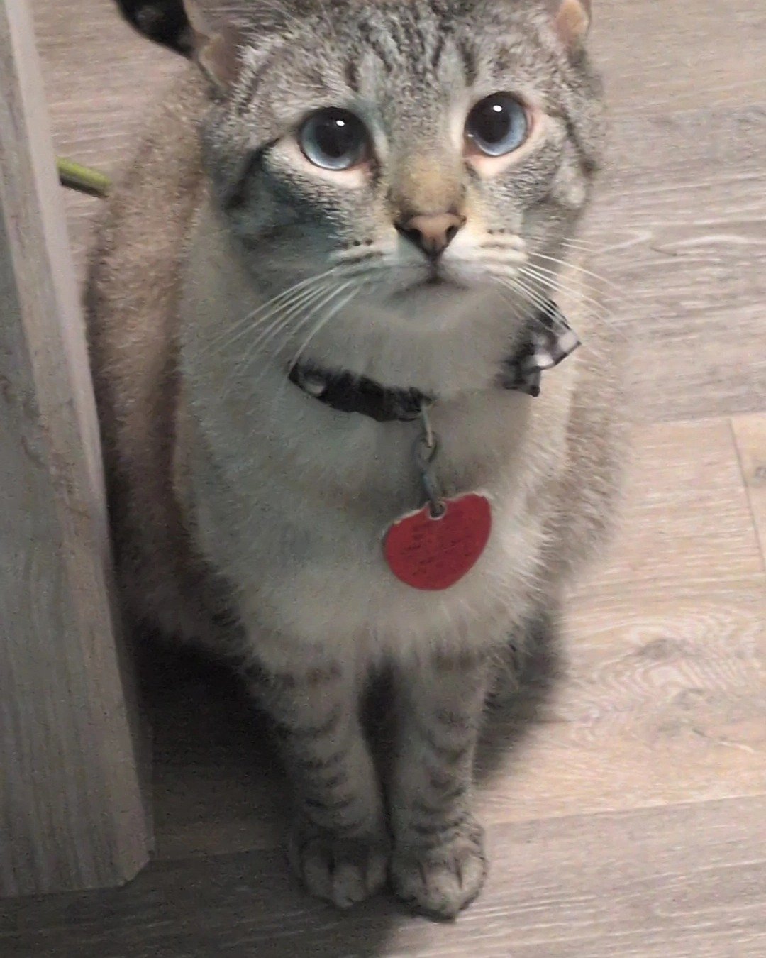 Hoshi the Tabby And Siamese mix.. Cat, Accessories