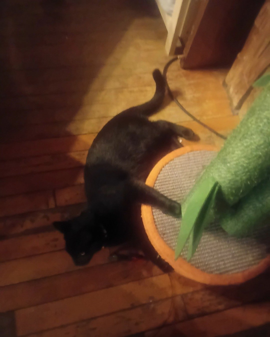 Jinx the Black cat. Wood, Cat, Black Cat