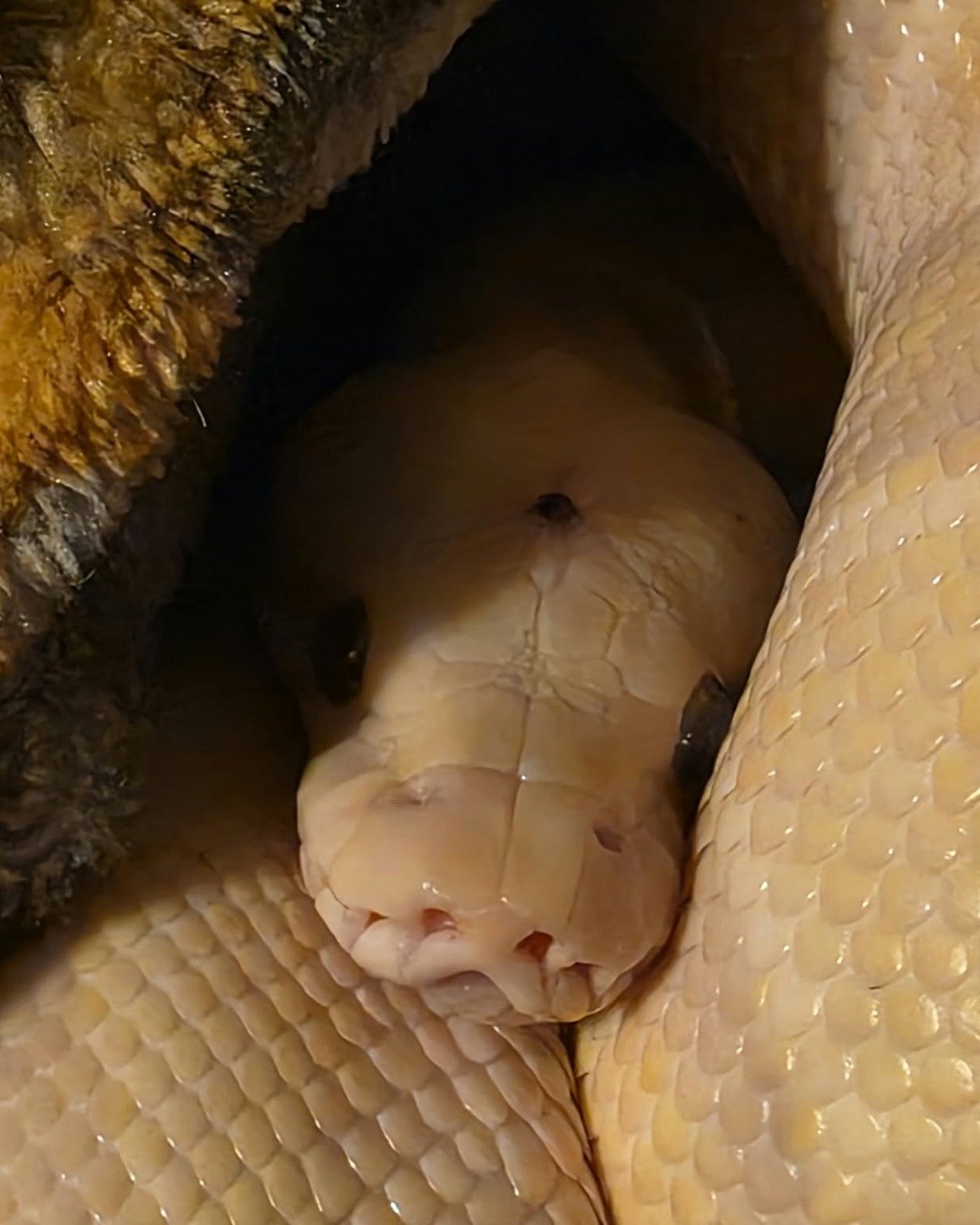 Gouda the Ball Python. Reptile, Snake