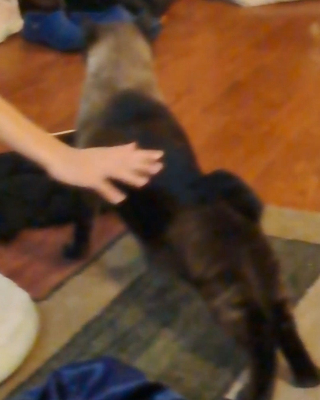 stub tail Stella🙃😎 (twin of Luna) the Siamese. Cat, Person