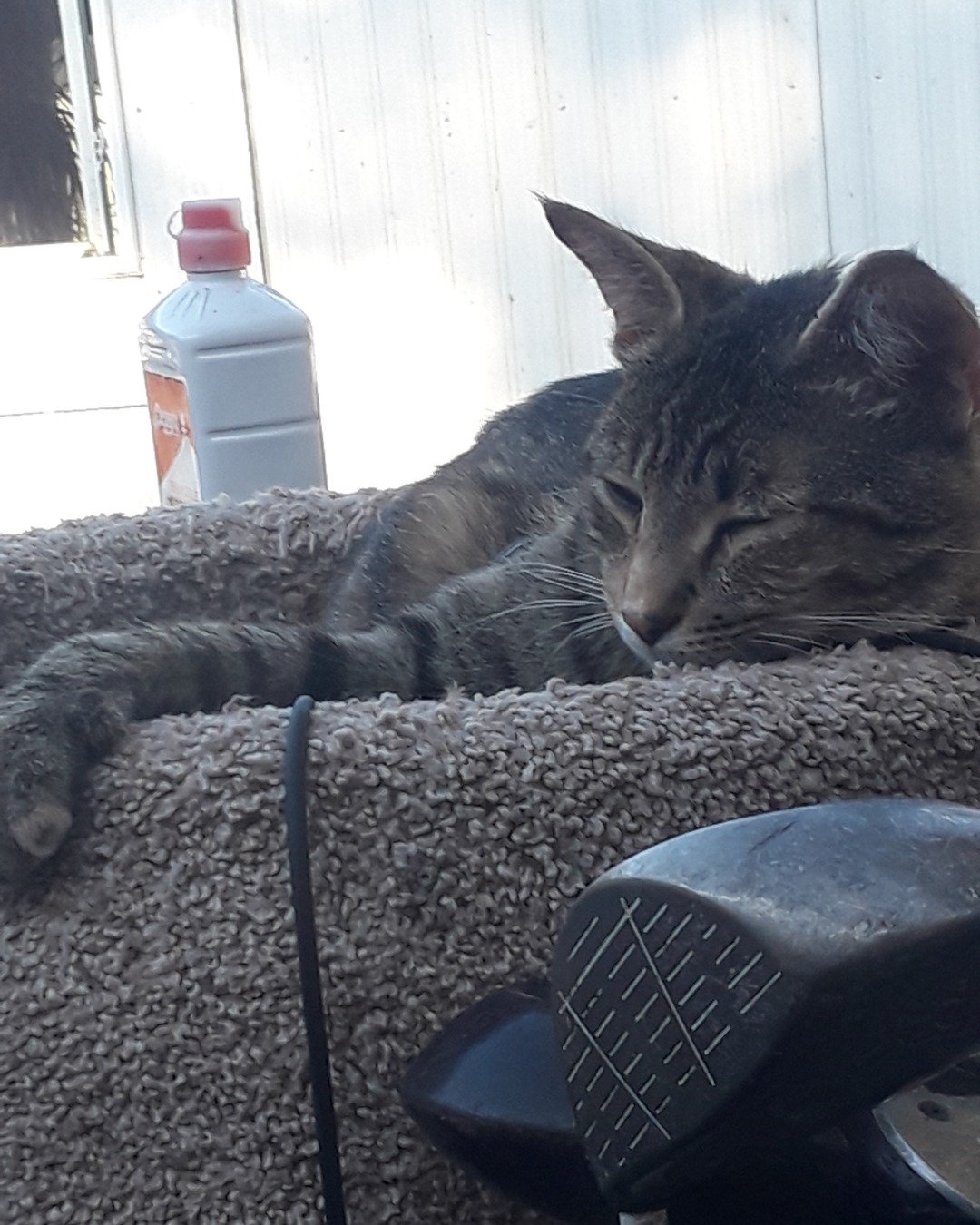 pepper the calico tabby. Couch, Furniture, Plant, Potted Plant, Bottle, Cat