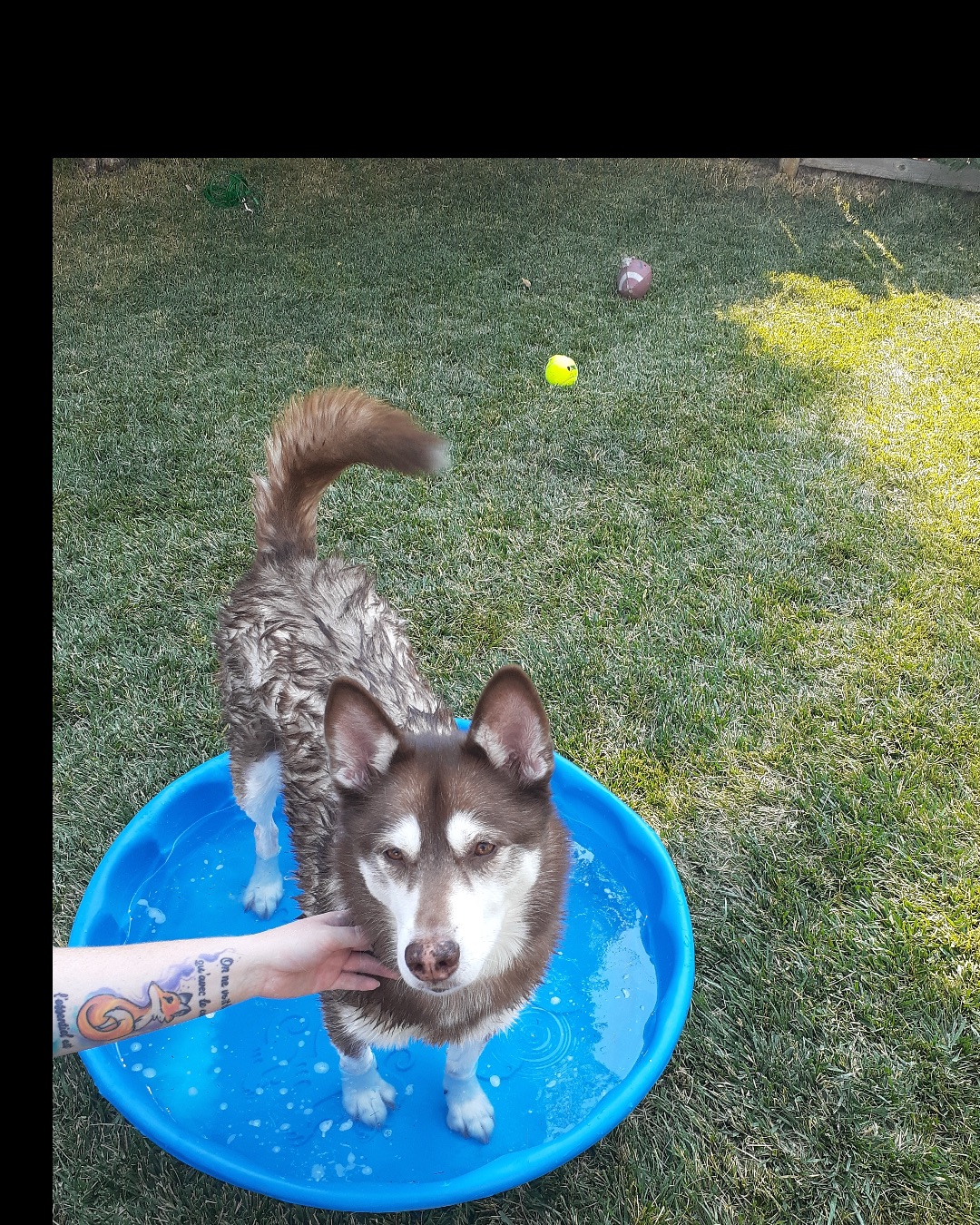 Nala the Siberian Husky