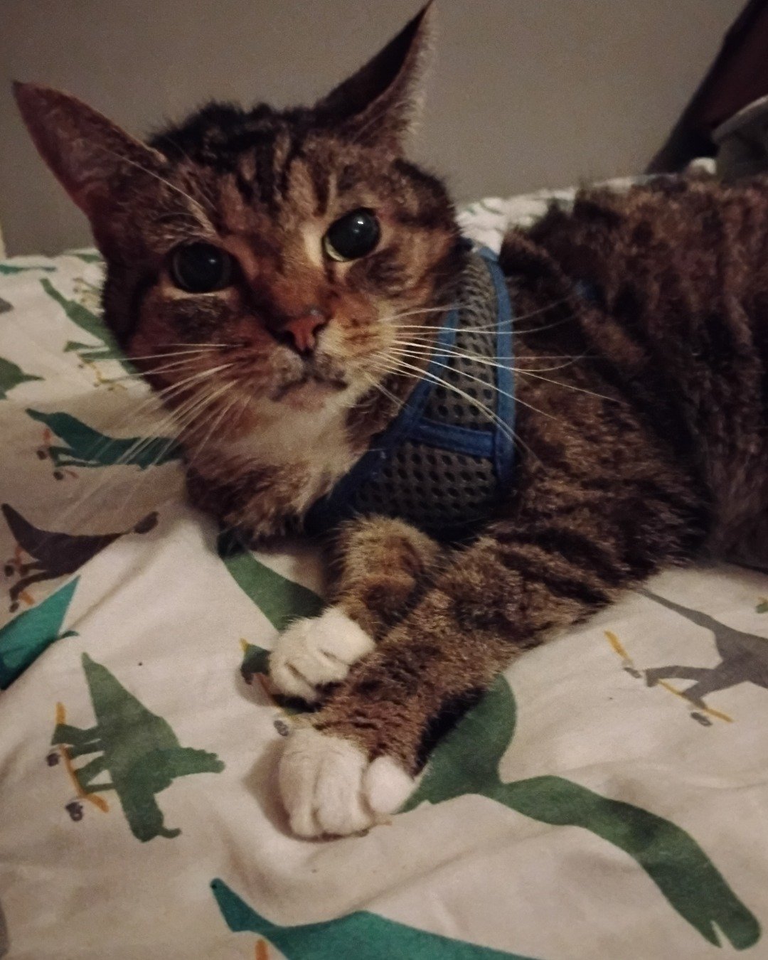 Shadow the Egyptian Tabby. Abyssinian, Cat, Kitten, Manx