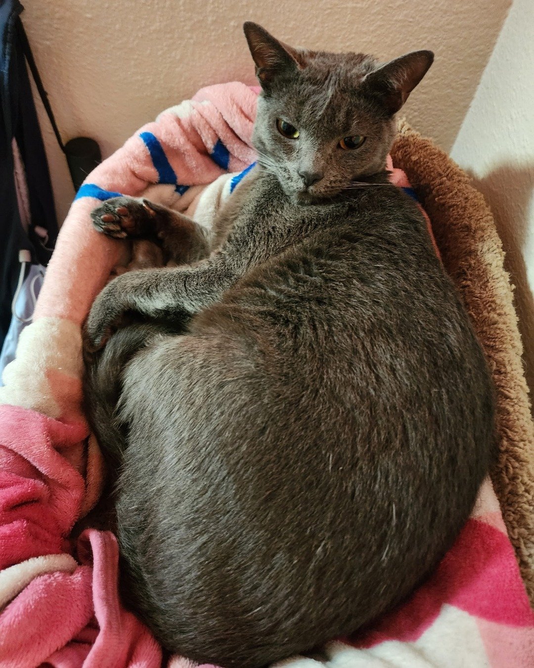 tinkerbell the blue russian. Blanket, Cat, Abyssinian