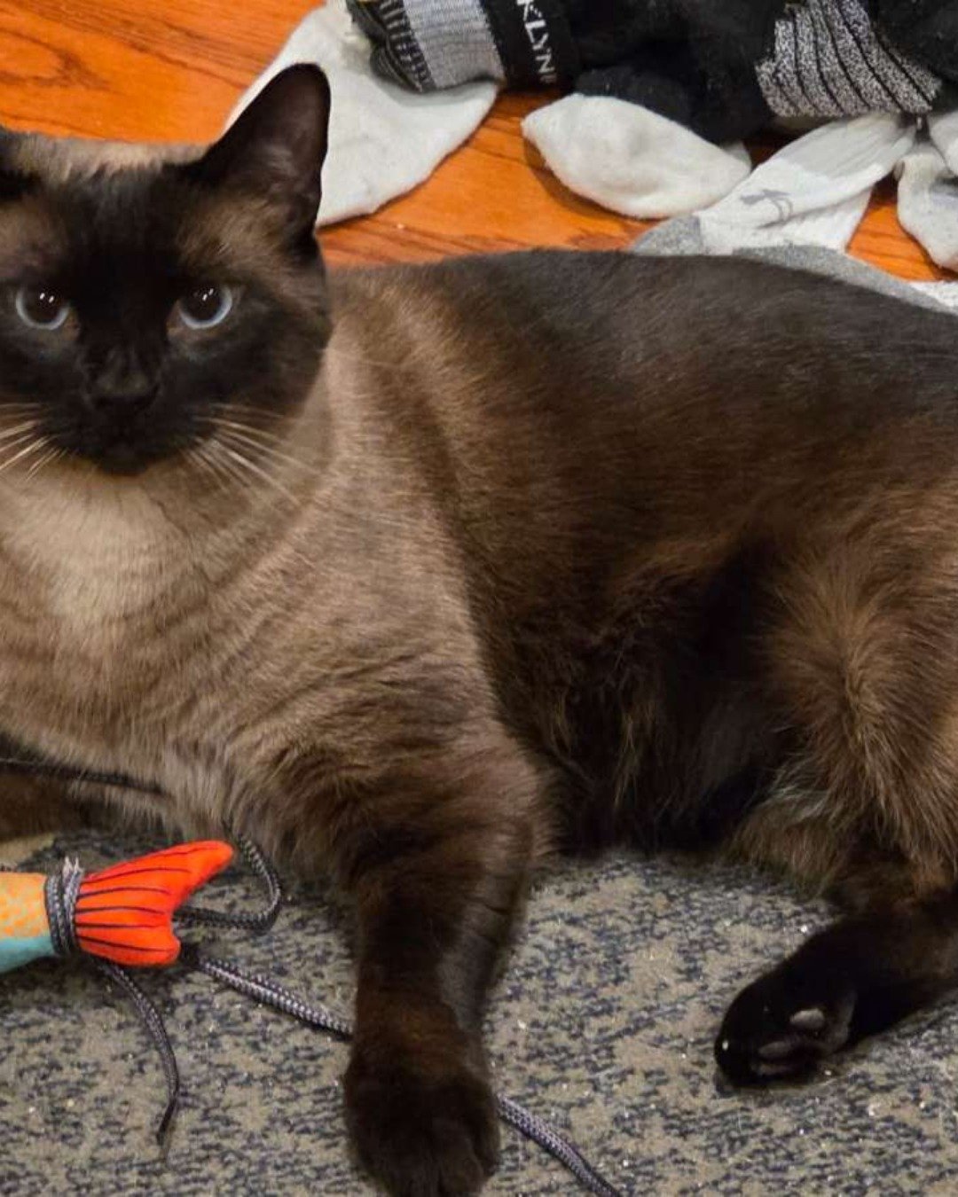 stub tail Stella🙃😎 (twin of Luna) the Siamese. Cat, Siamese