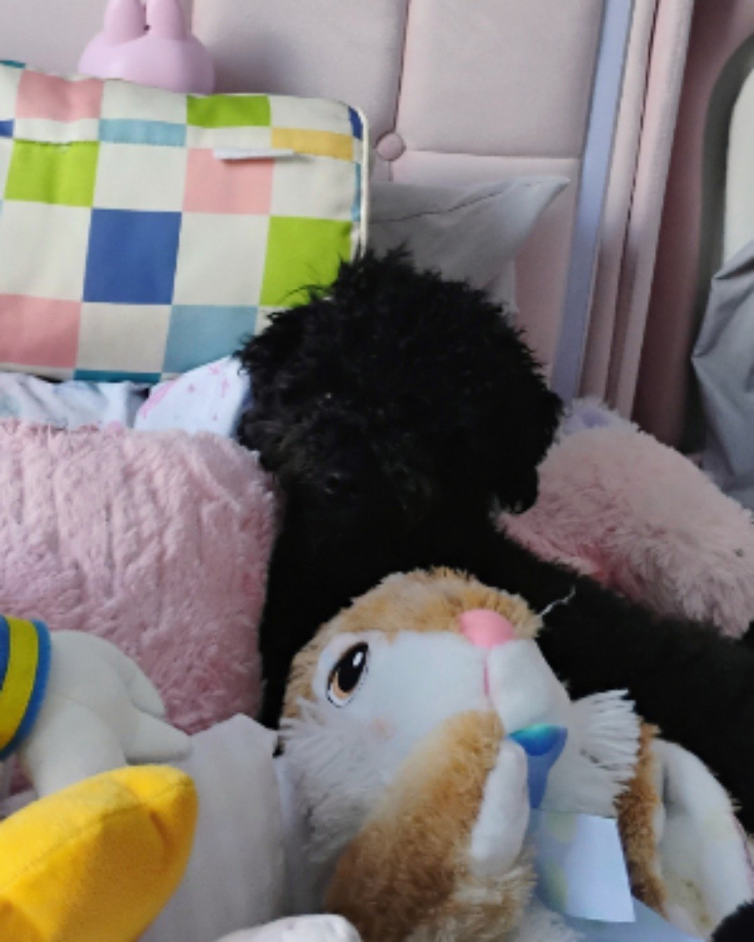Brownie the black poodle. Cushion, Home Decor, Couch, Furniture, Dog, Puppy