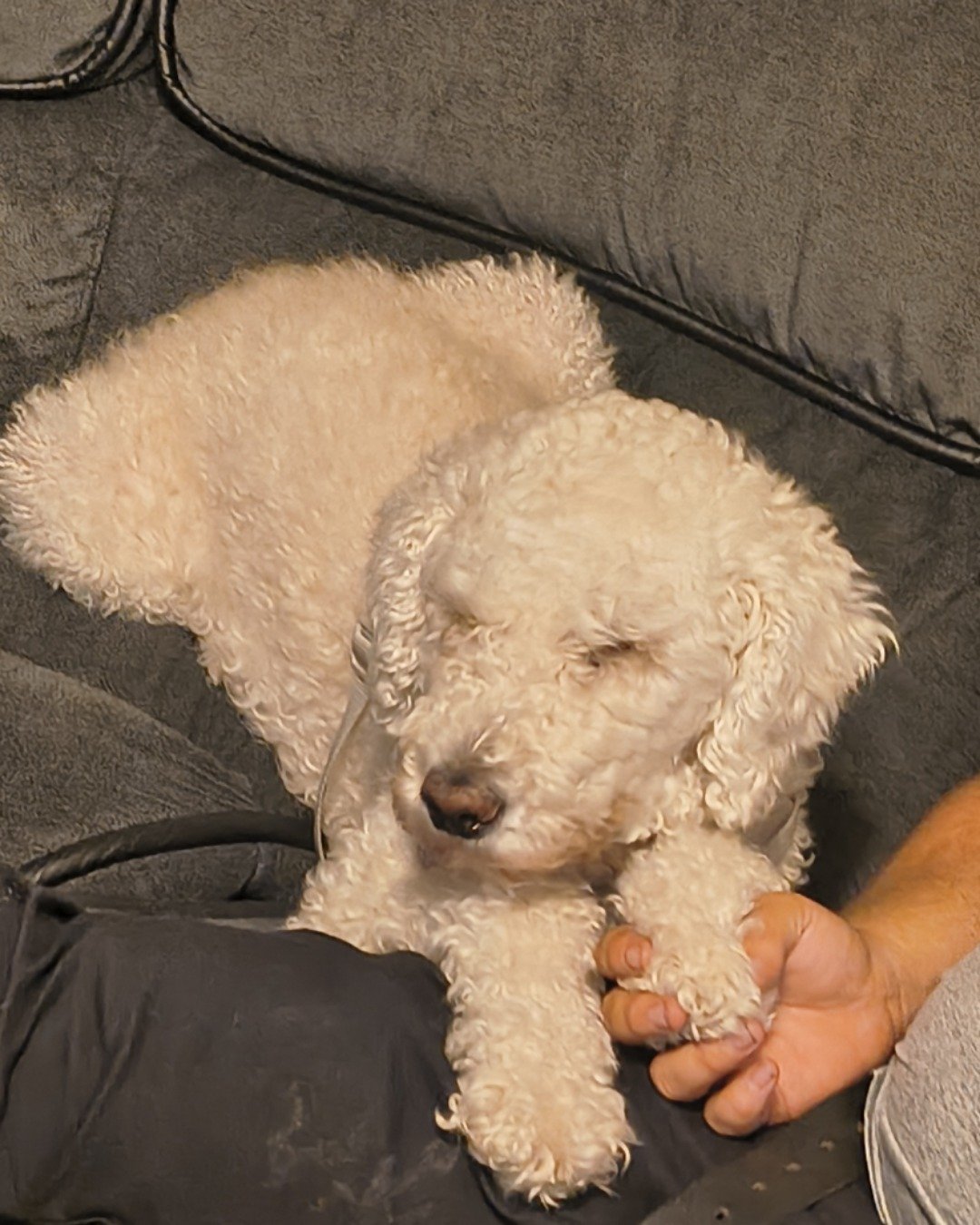 blaire the golden doodle!. Dog, Couch, Furniture, Poodle