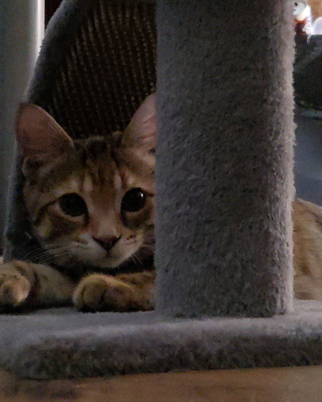Ainé. Abyssinian, Cat, Kitten