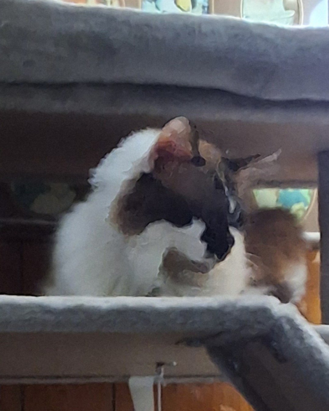 Lily the Ragdoll. Cat, Kitten, Bear