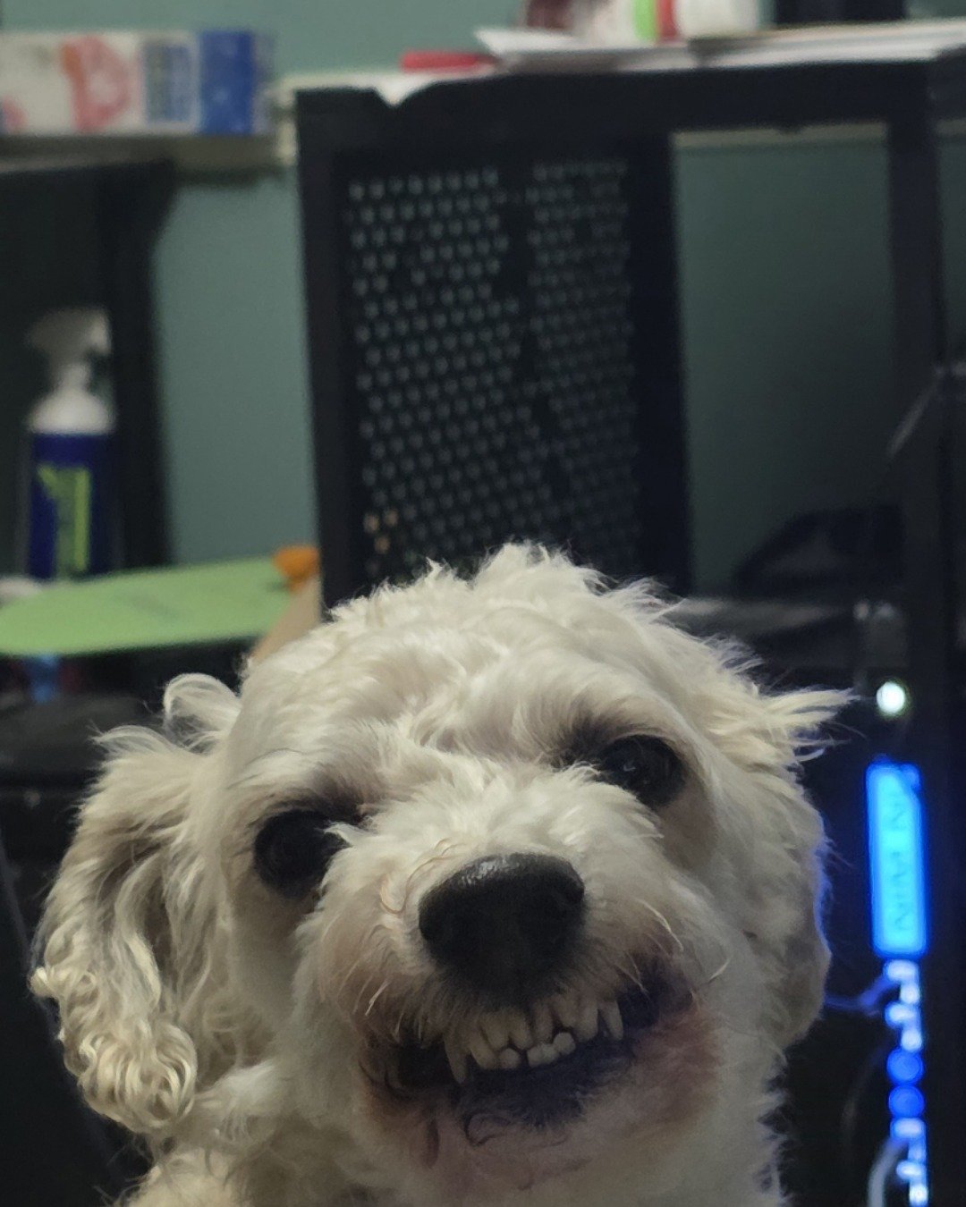 coby the morkie. Dog, Puppy, Computer Hardware, Electronics, Hardware, Monitor
