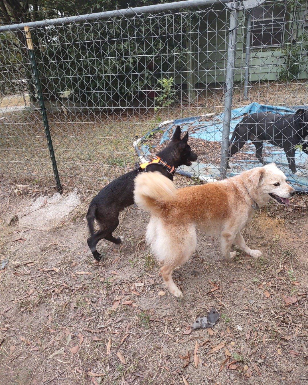 Onyx the German Shepard Boarder Collie Mix. Backyard, Nature, Outdoors, Yard, Dog, Den