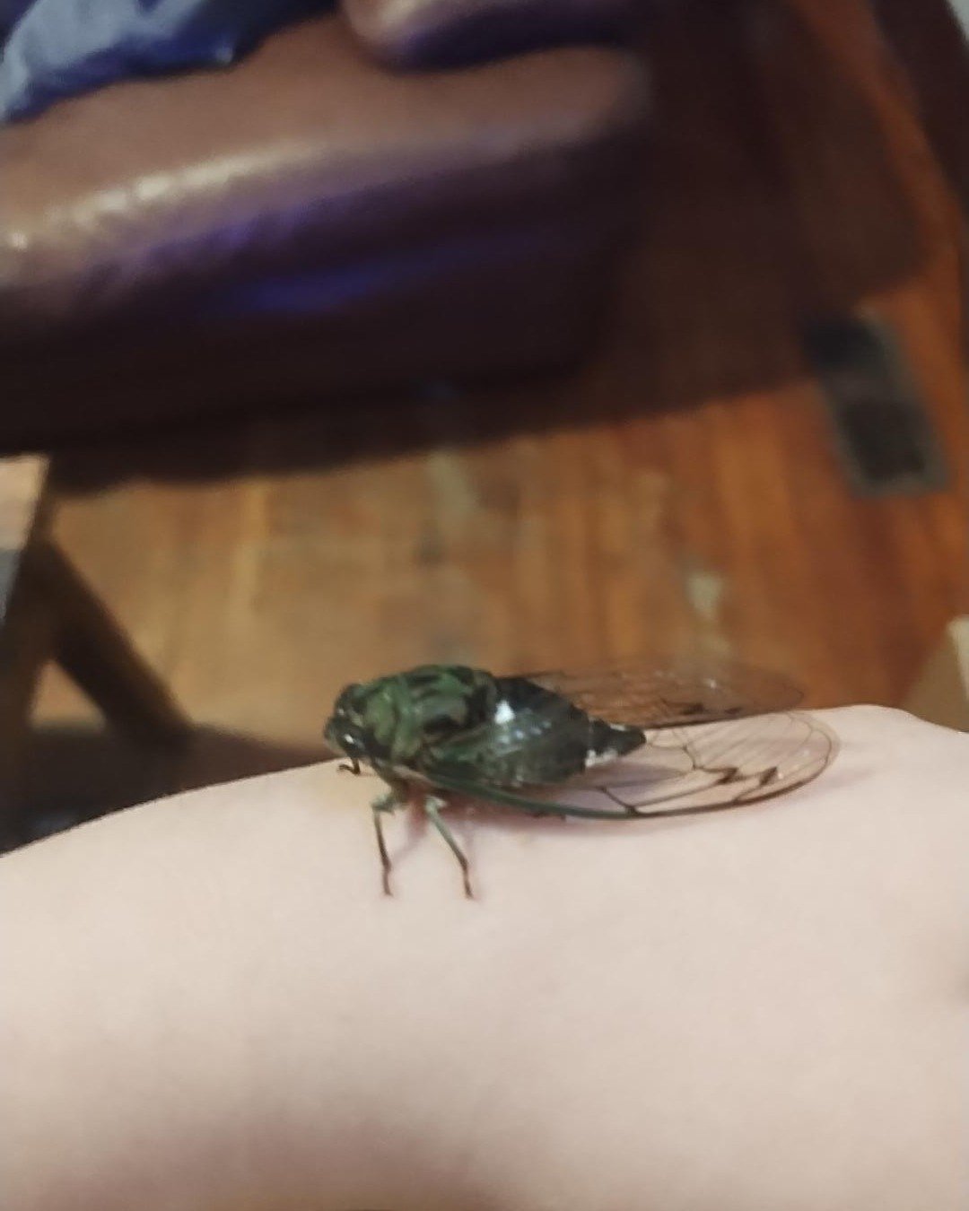 locust the bug. Insect, Invertebrate, Fly