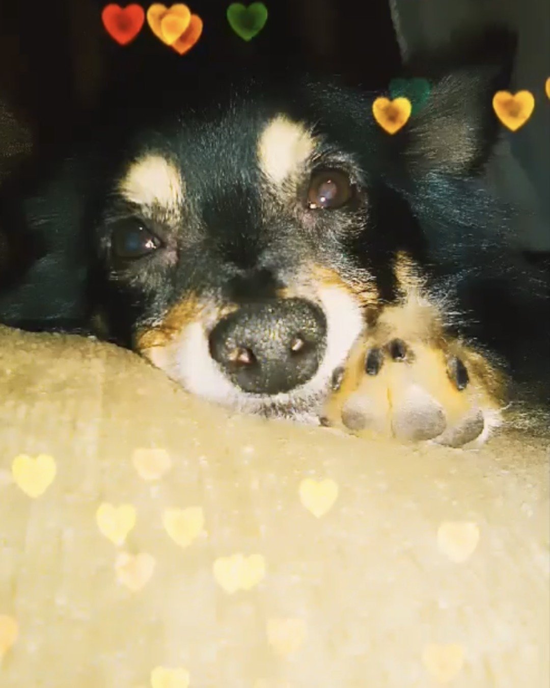 Tweety the long hair Chihuahua. Dog, Puppy, Cat