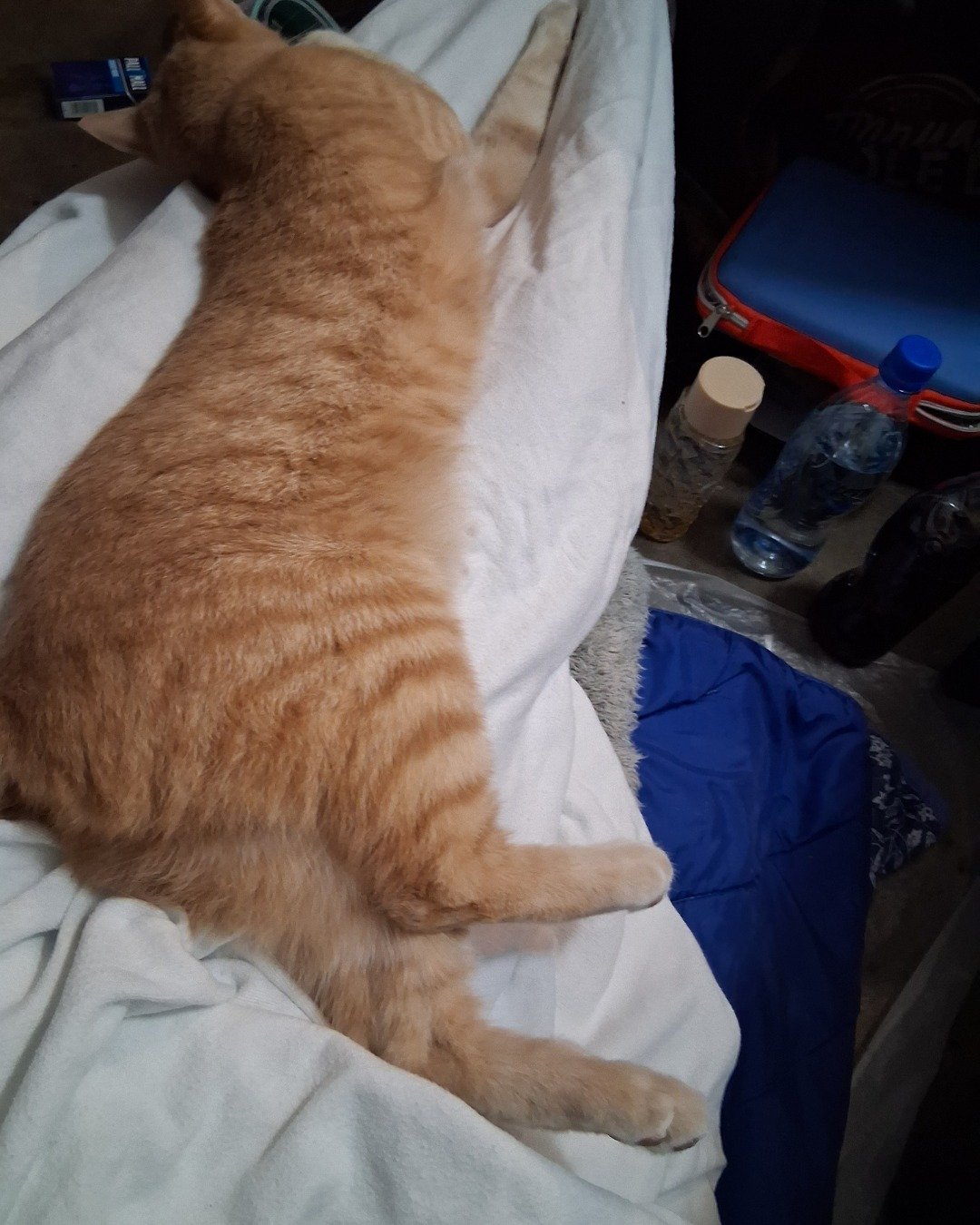 Mr. Orange. Person, Sleeping, Cat, Furniture, Cushion, Home Decor