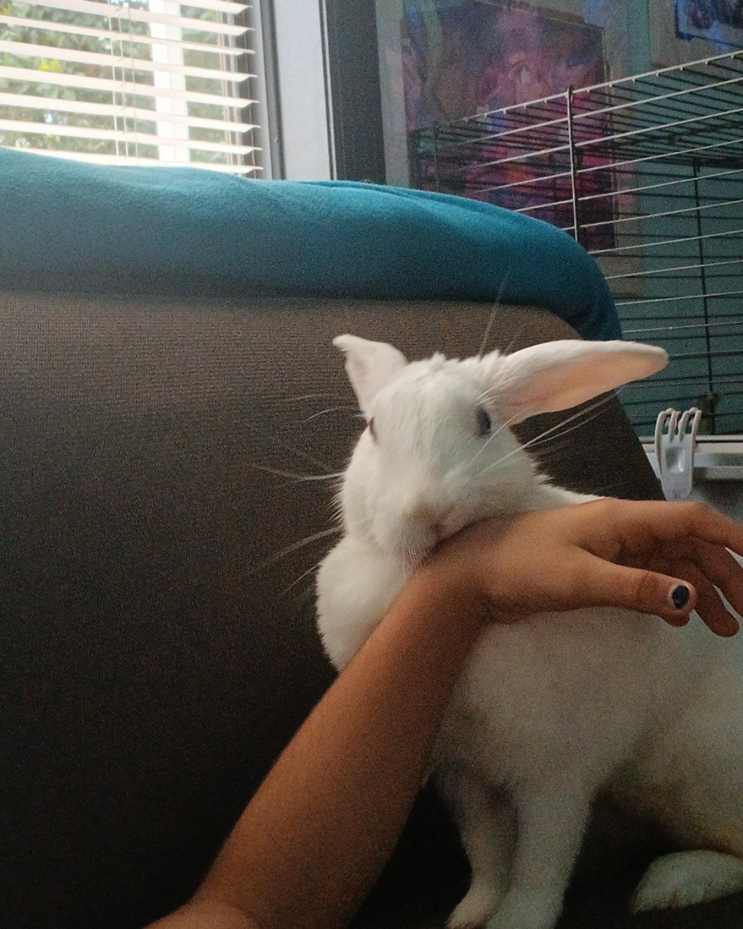 pinky. Rabbit, Couch, Furniture, Cat, Hare, Rodent