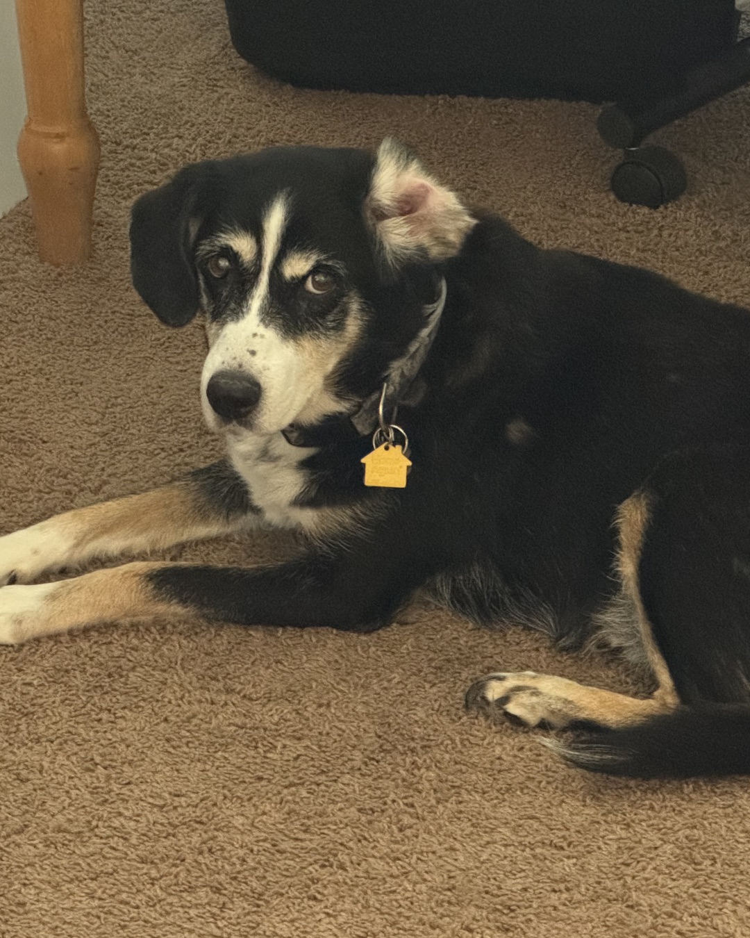Pippi the Beagle Mix. Dog, Puppy, Husky, Hound, Ball, Sport