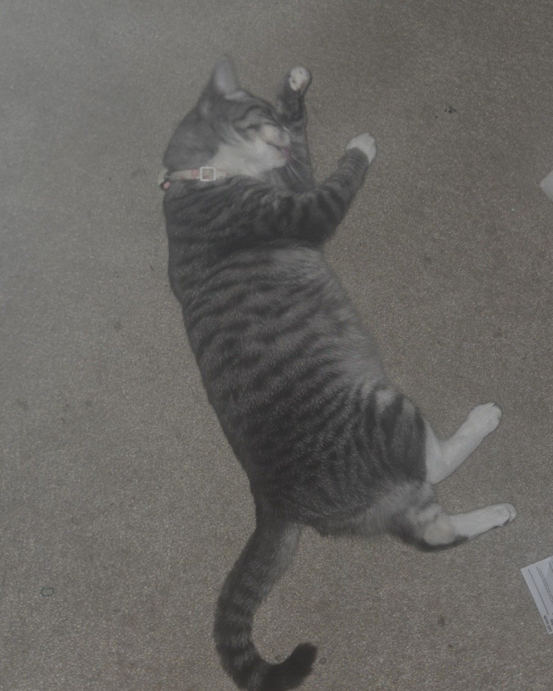 Kira the Tabby. Cat, Manx