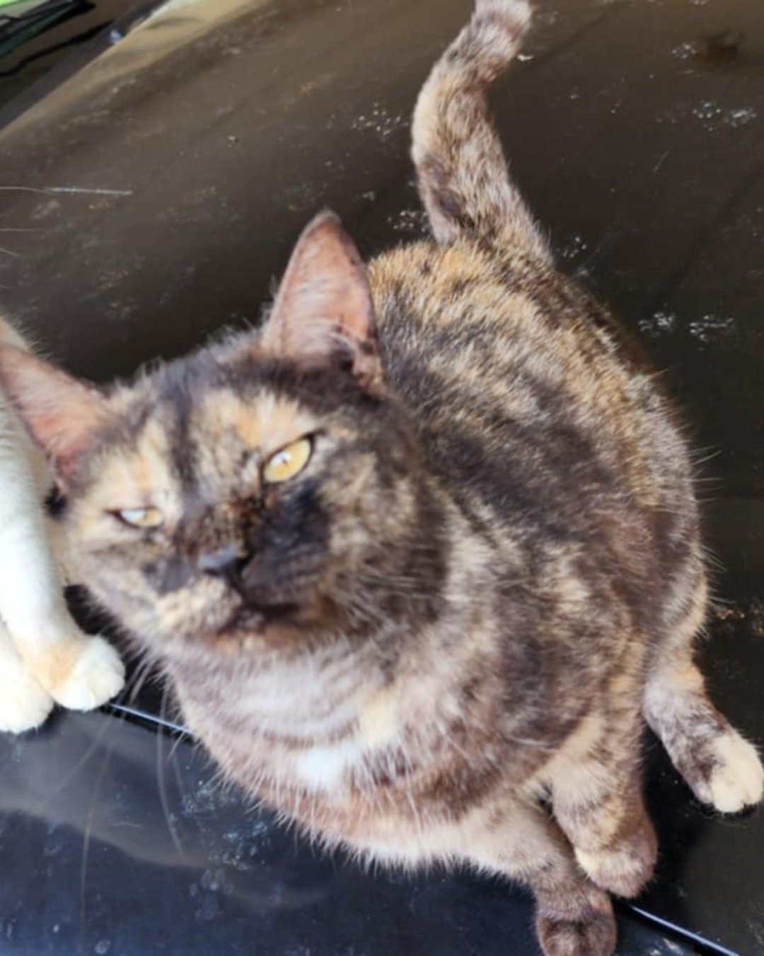 Artemis the tortishell. Cat