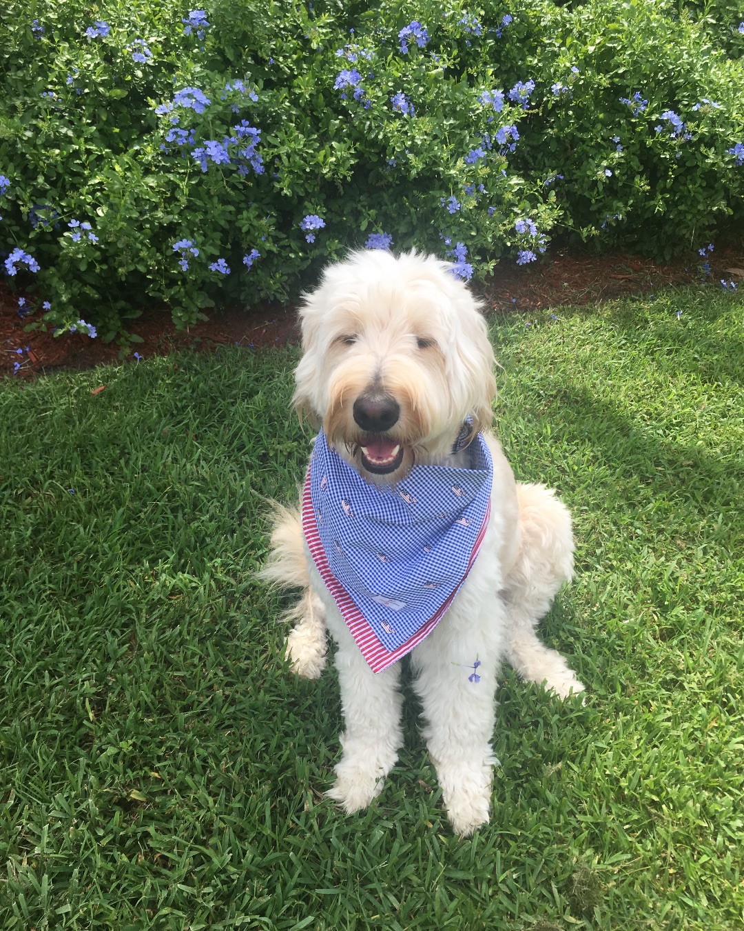 Bria the Goldendoodle