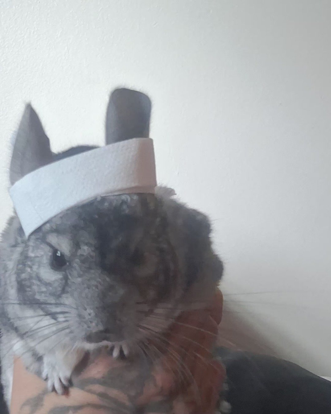 Chimmichanga the Chinchilla. Rodent, Chinchilla