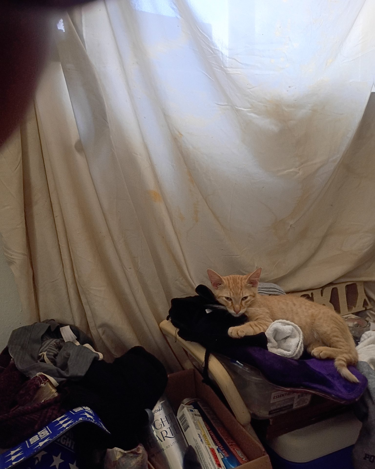 Goldie & Cleo 🐱😽. Couch, Furniture, Curtain, Cat, Architecture, Building