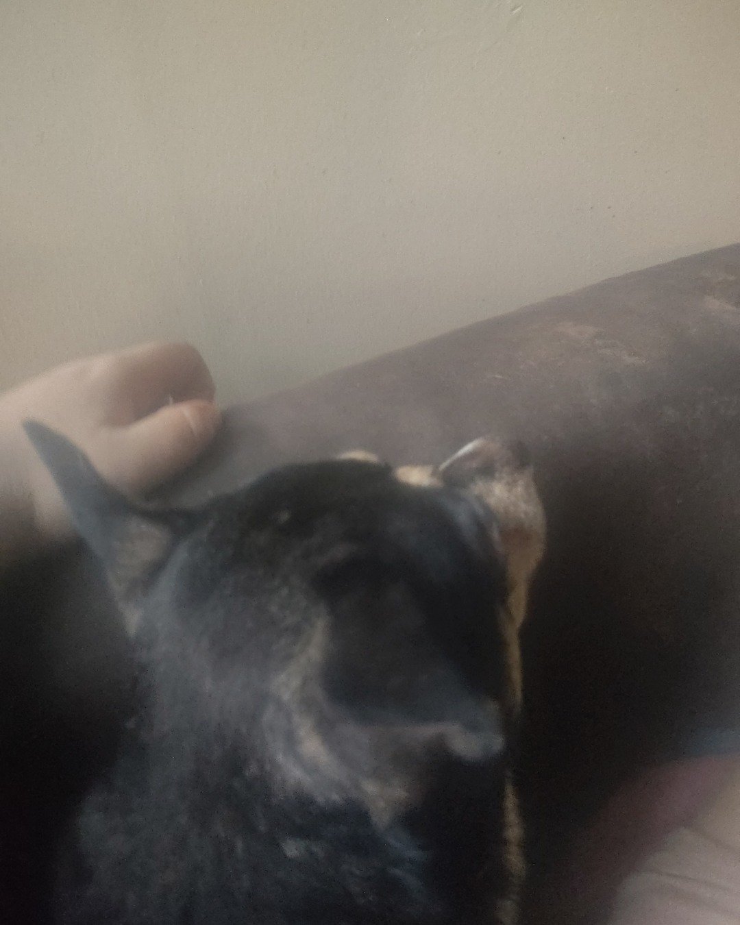 kylo the Miniature Pinscher mix. Dog, Puppy, Indoors, Interior Design, Person, Sleeping