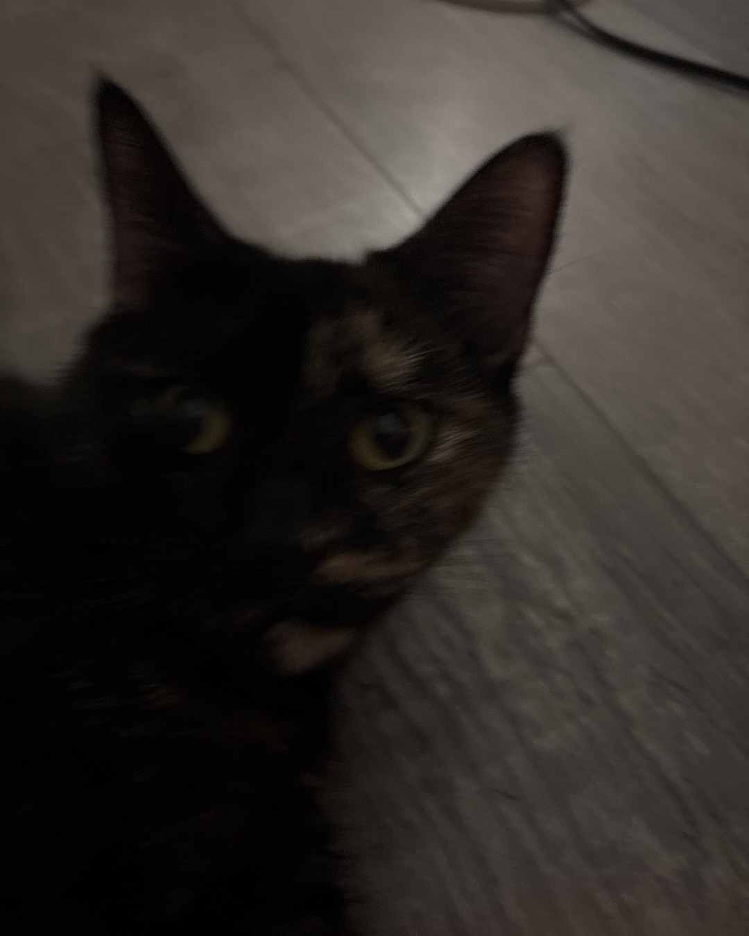 Roxy,nacho,noodle,sunny. Wood, Hardwood, Floor, Flooring, Cat