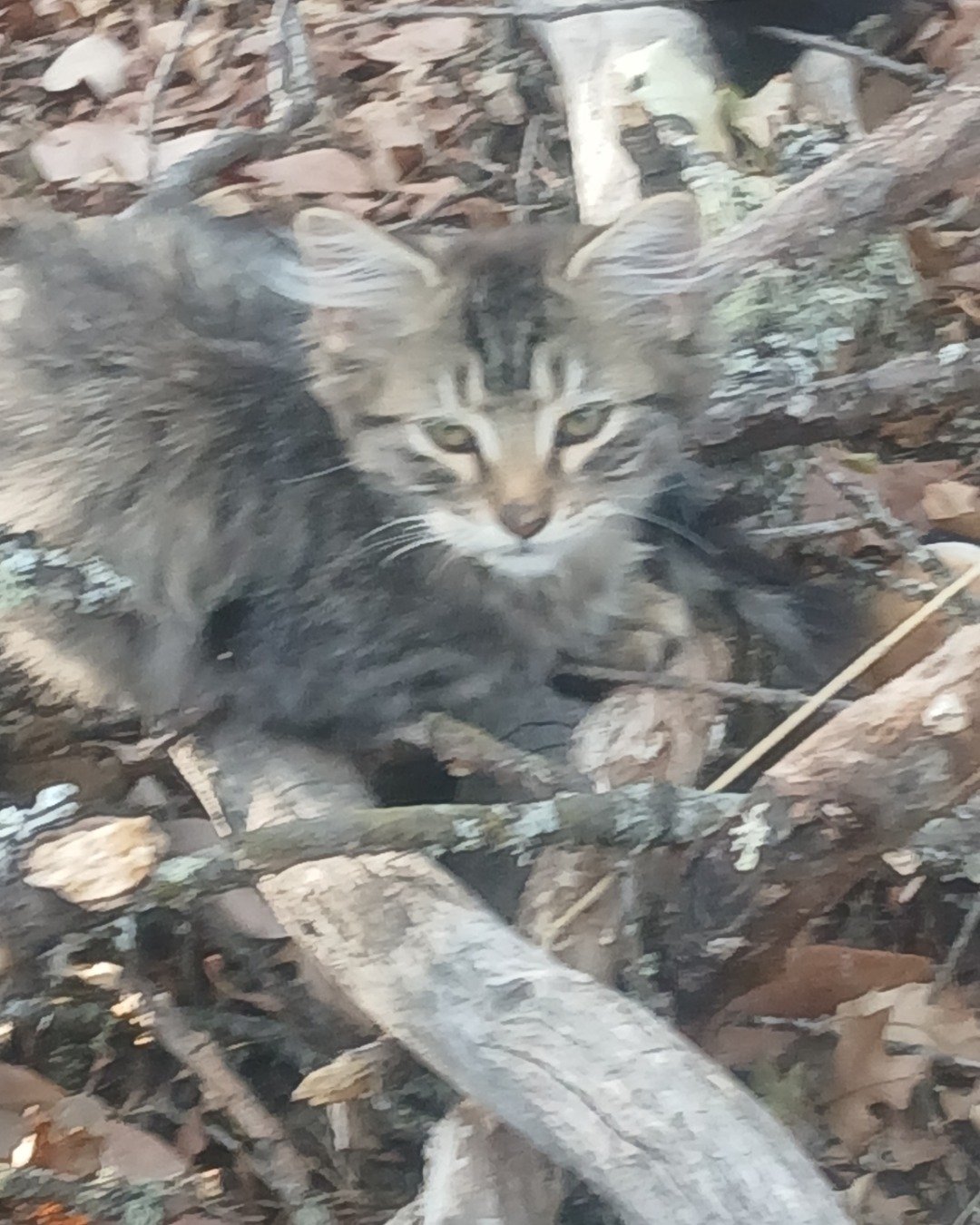 Baby Girl and Batgirl. Cat, Kitten, Wood, Slate, Soil