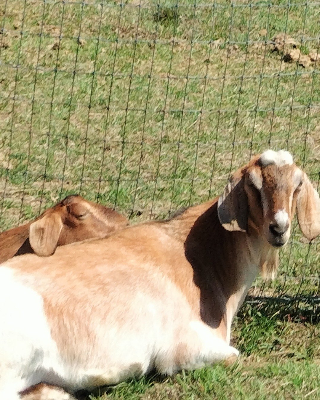 the J twins the newbian. Livestock, Goat, Sheep