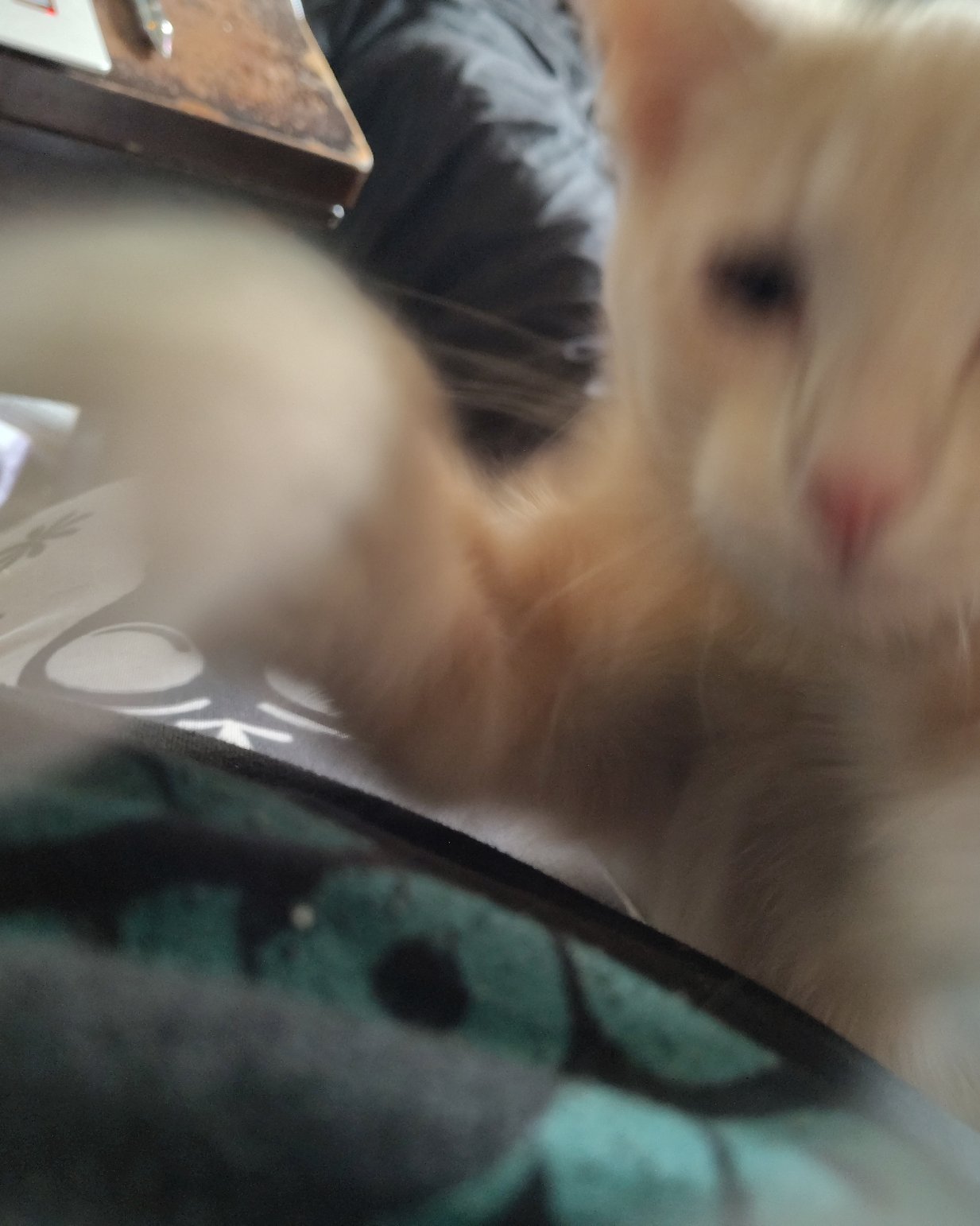 Aphrodite the orange kitty. Cat, Kitten