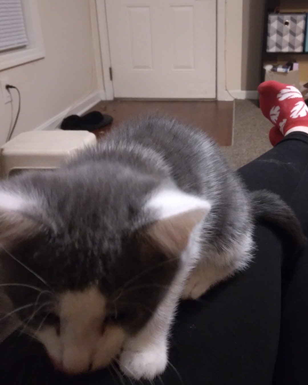 Cloudfur the American Shorthair. Clothing, Footwear, Shoe, Couch, Furniture, Architecture