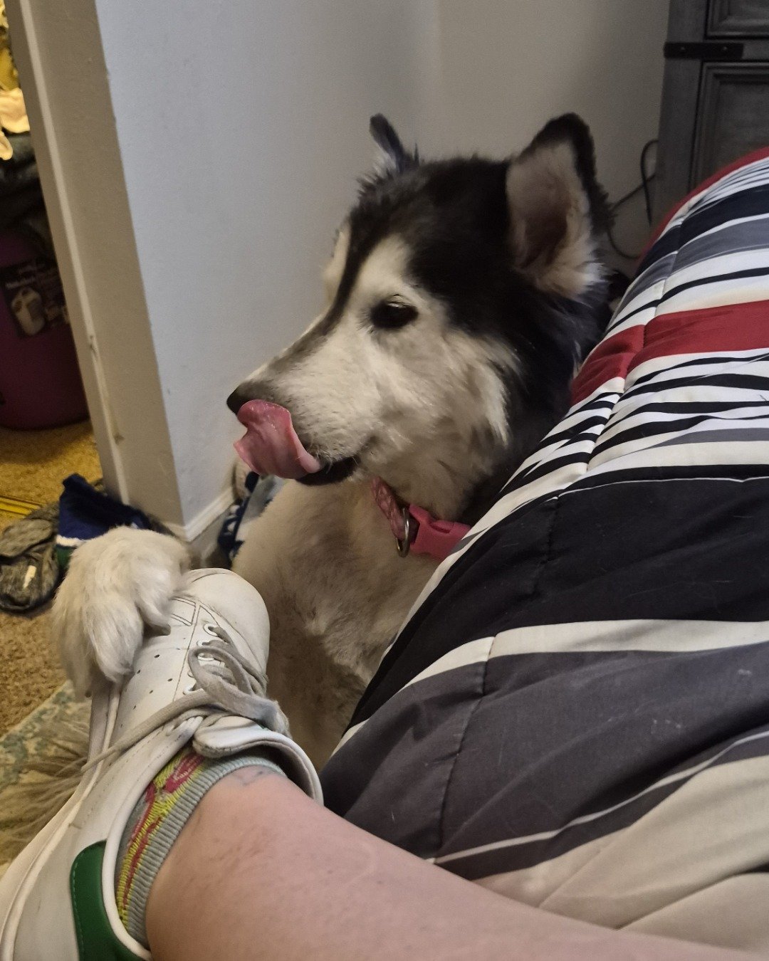 Tasha the Husky/wolf. Clothing, Footwear, Shoe, Dog, Husky, Sneaker
