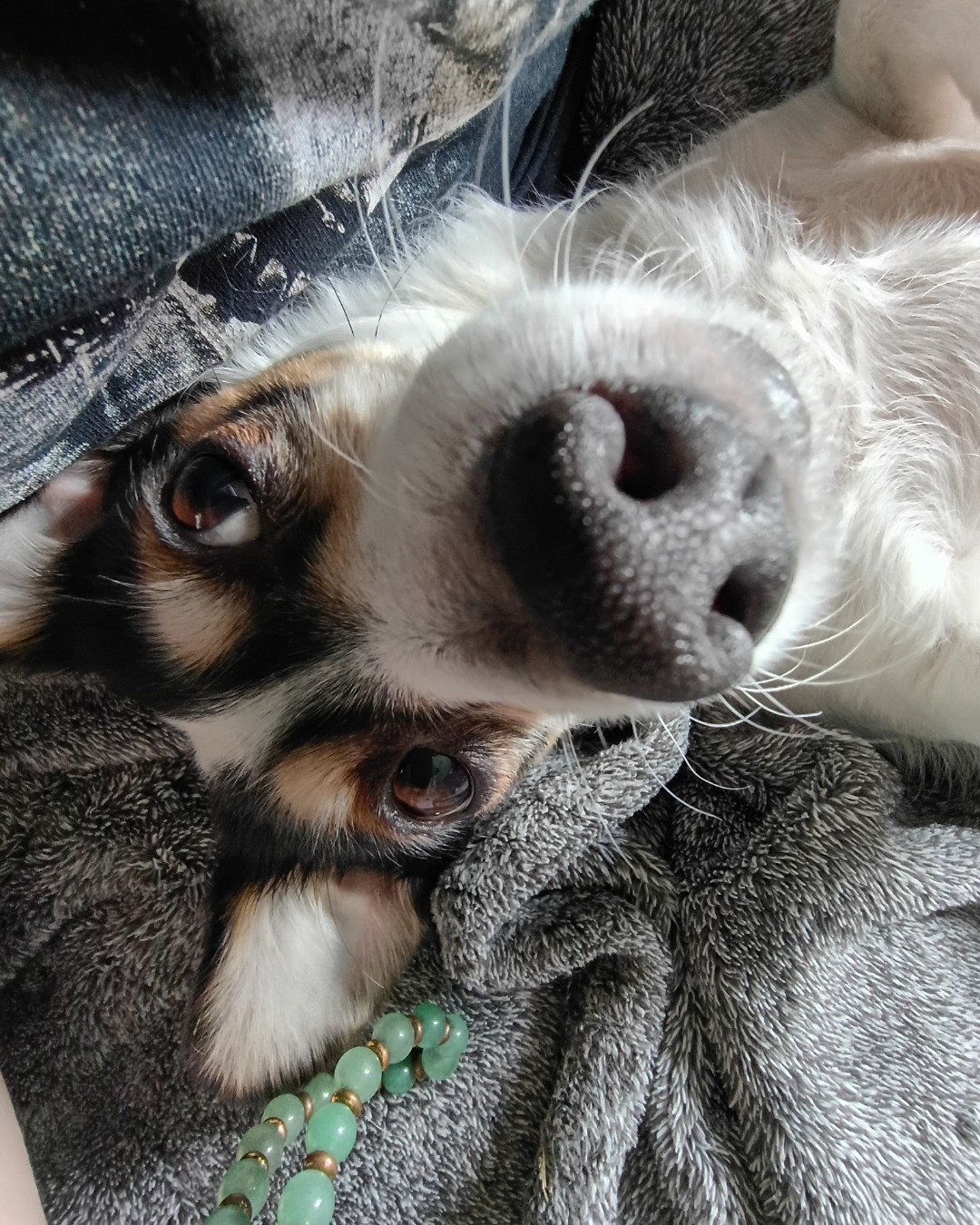 Lilly the Rat Terrier. Dog, Puppy, Accessories, Hound