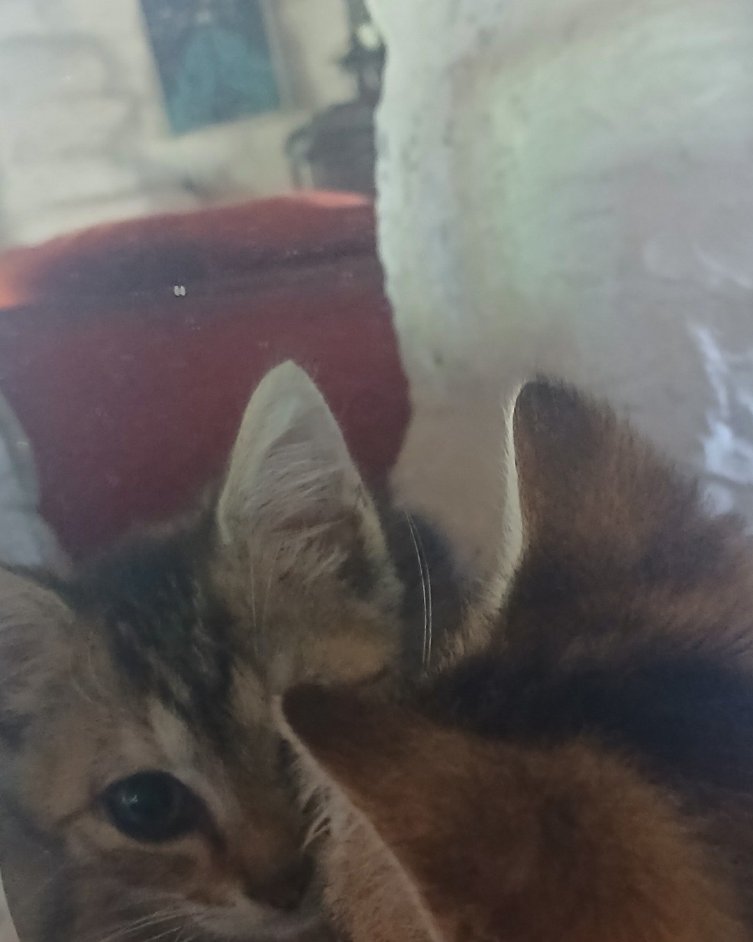 willow the tabby. Cat, Kitten