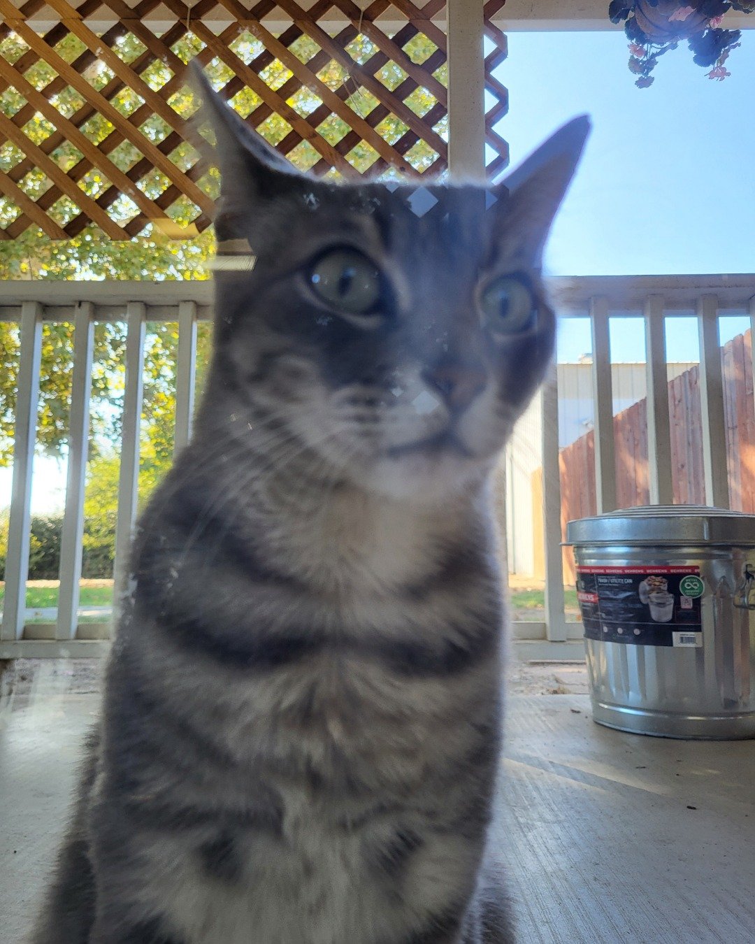 Jack the Tabby. Plant, Potted Plant, Architecture, Building, Outdoors, Shelter