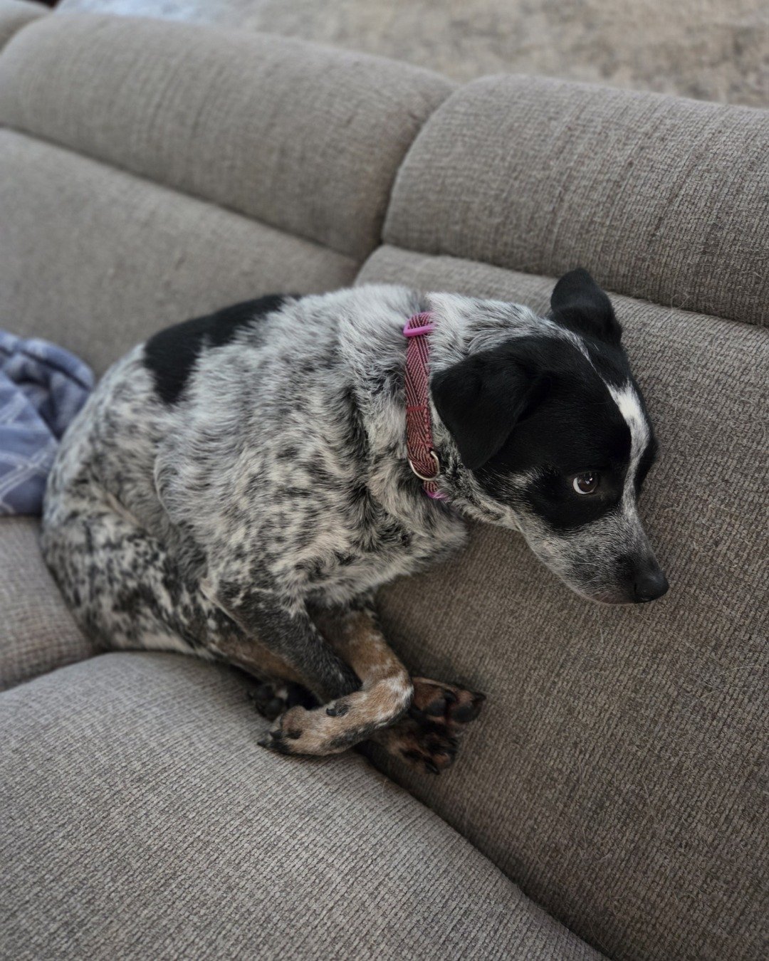 Ash. Couch, Furniture, Cushion, Home Decor, Dog, Puppy