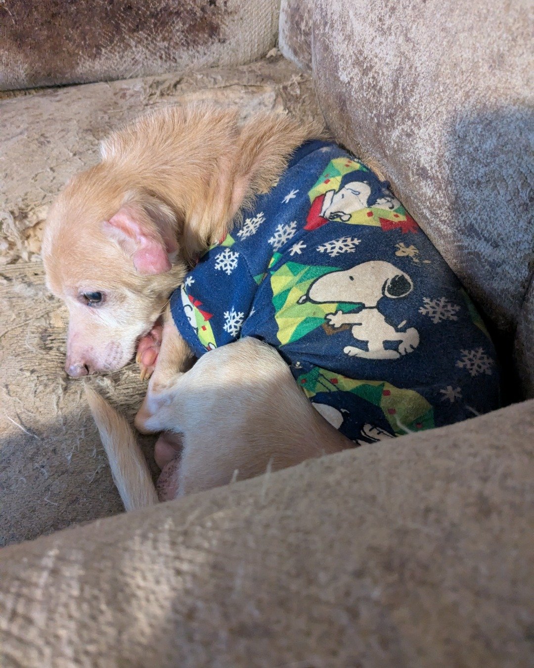 Sammy. Dog, Puppy, Couch, Furniture, Person, Sleeping