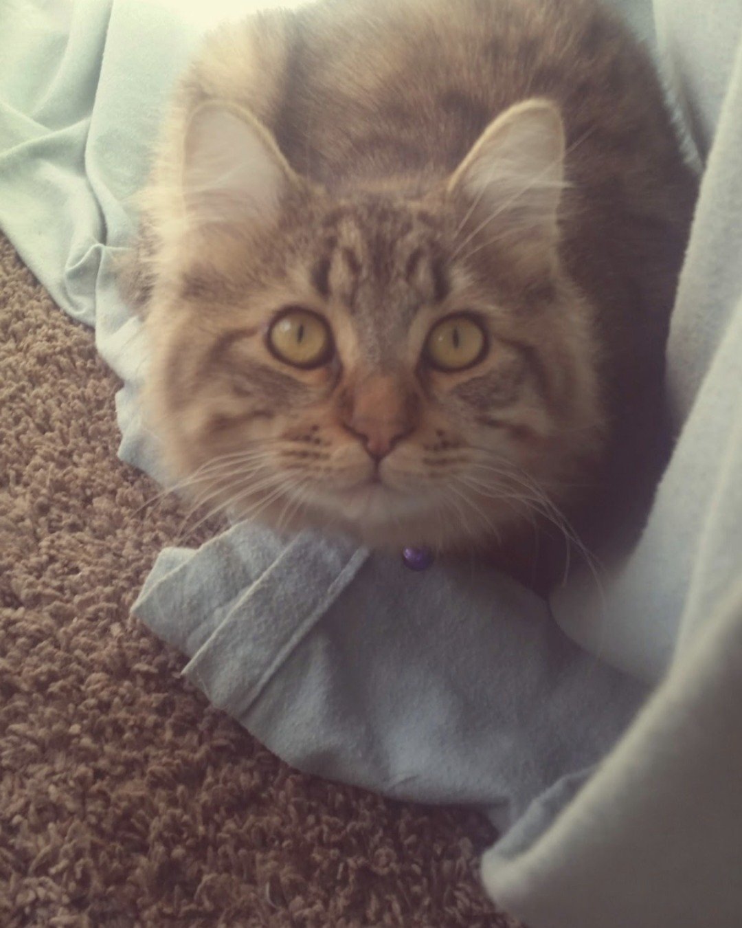 Booey; Baby Boy; Ka-Booey; Boo-Titters the MaineCoon Mix, Tabby. Clothing, Pants, Person, Cushion, Home Decor, Cat