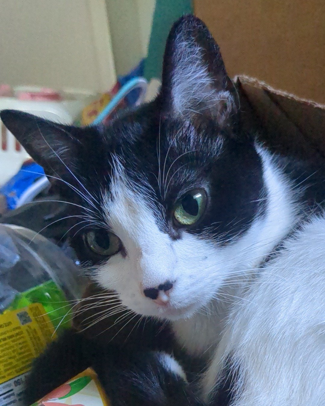 Igashu the Tuxedo. Cat