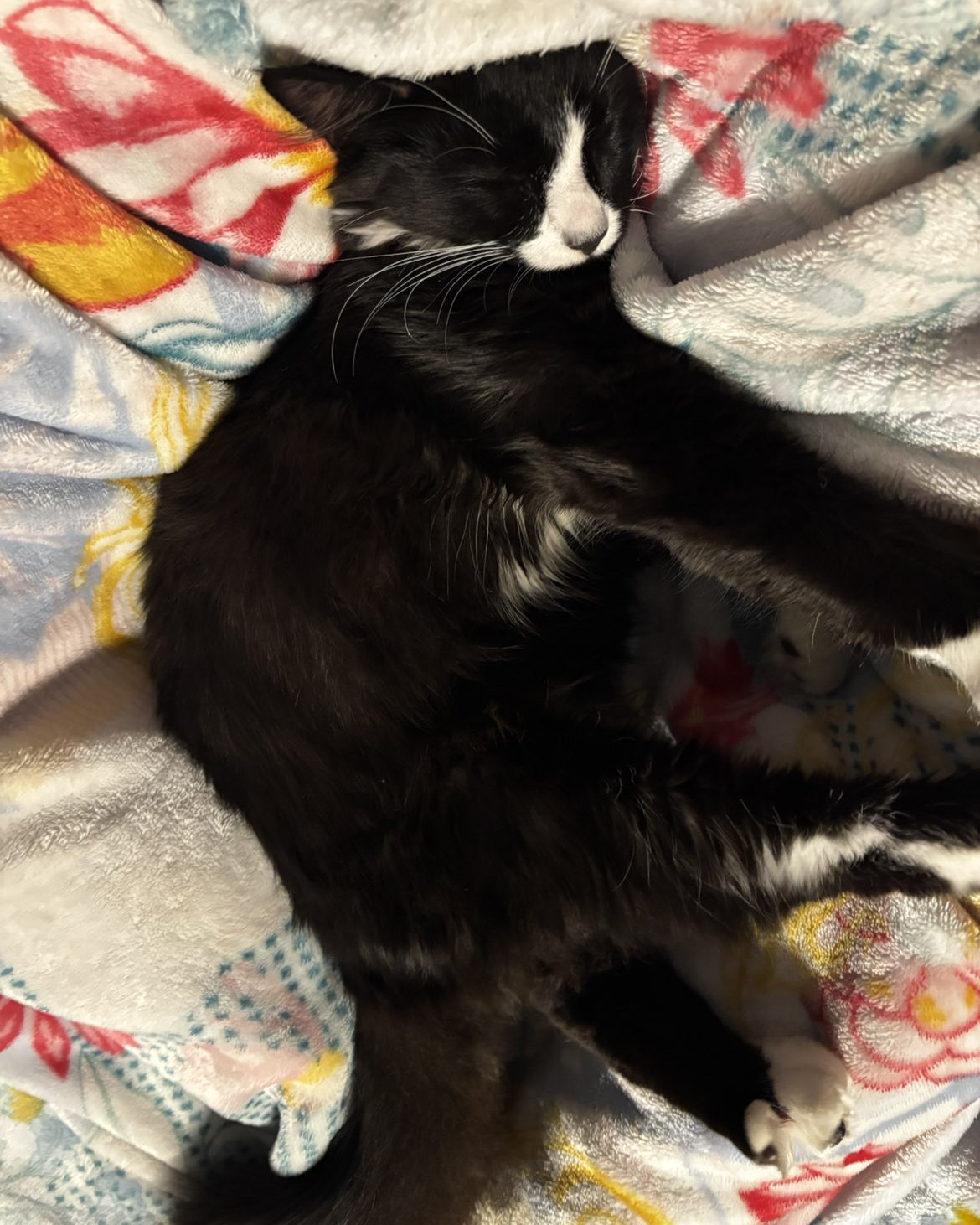 Cookies & cream. Cat, Kitten, Blanket, Quilt, Furniture