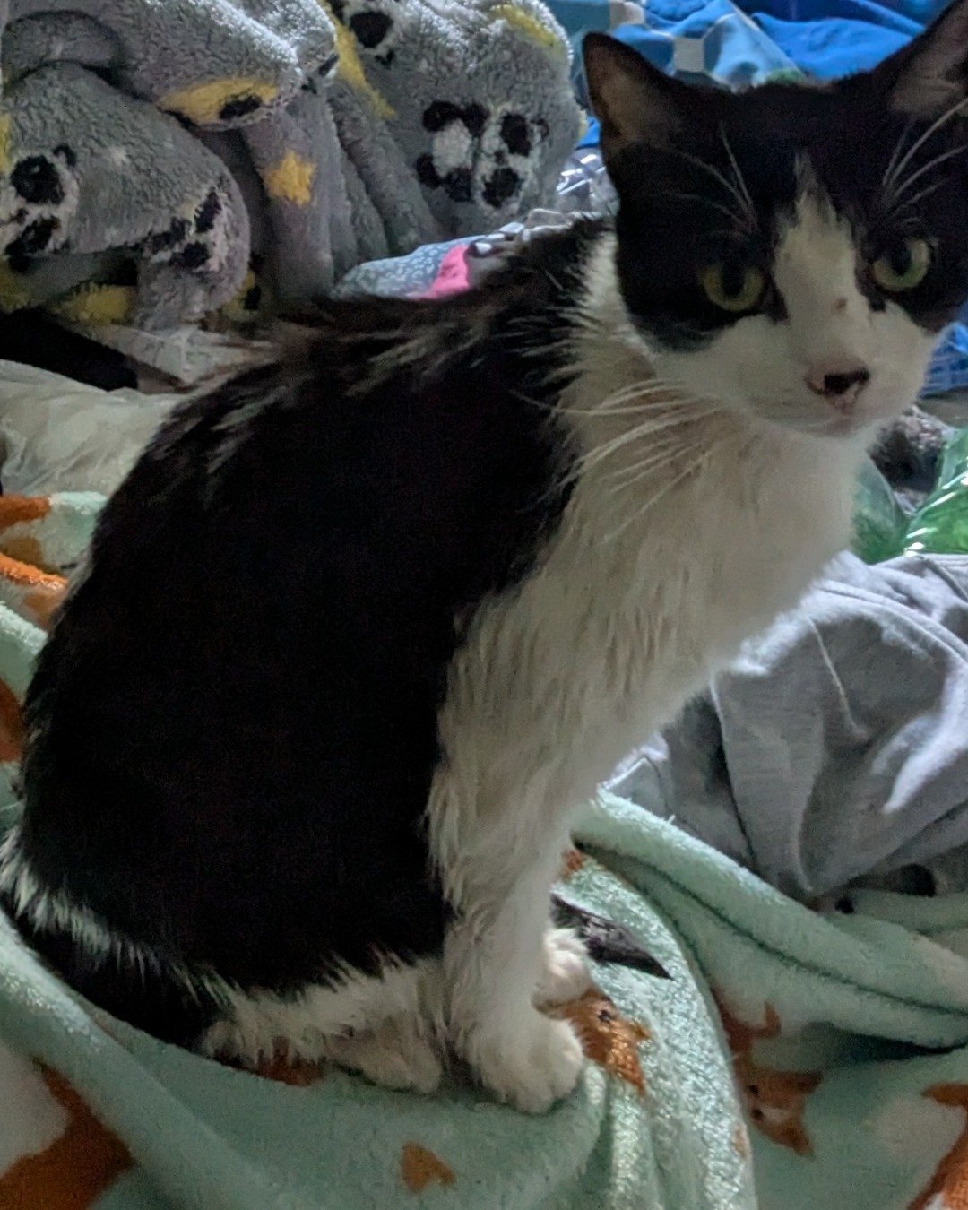 Igashu the Tuxedo. Blanket, Cat