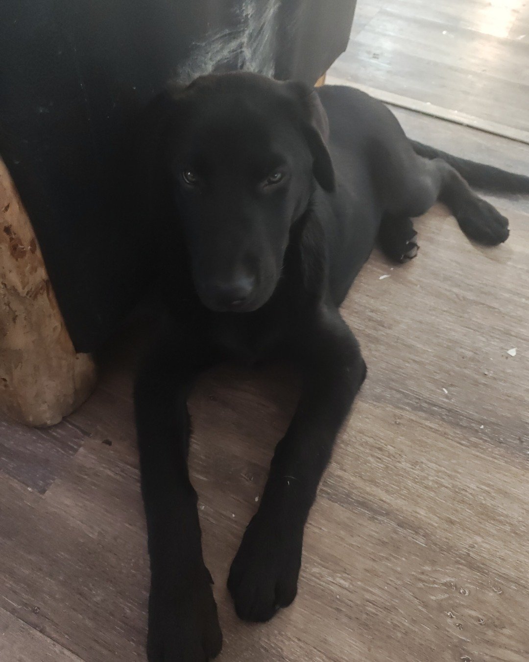 Raider the German shepherd mix silver lab. Dog, Puppy, Labrador Retriever