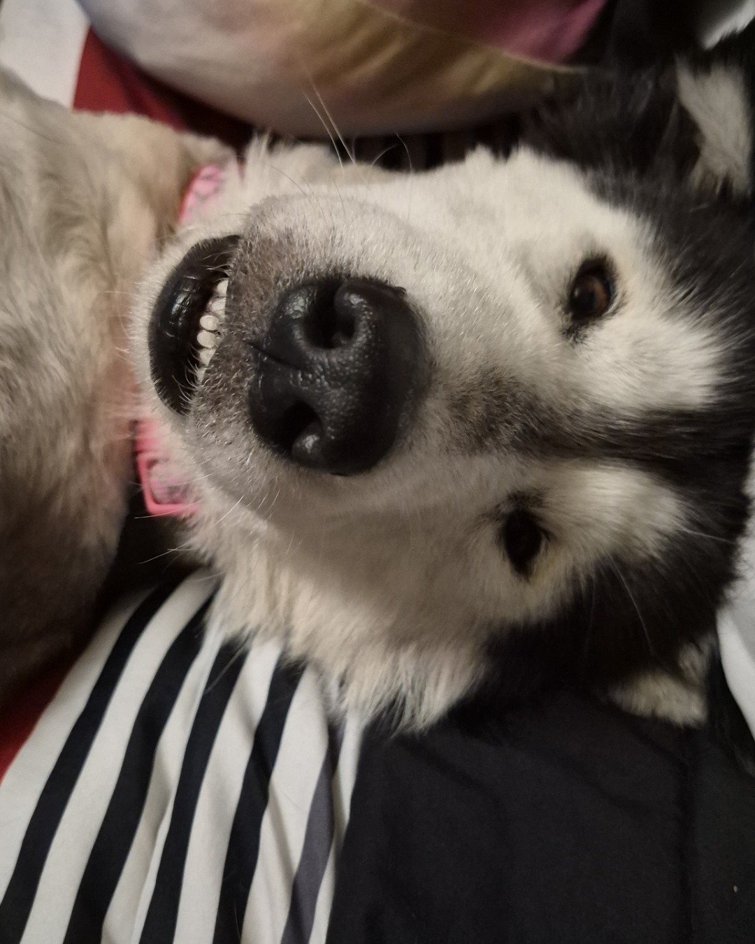 Tasha the Husky/wolf. Dog, Husky, Puppy