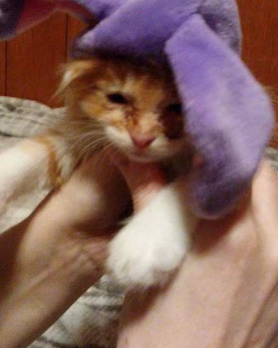 Lucky. Cat, Kitten, Abyssinian